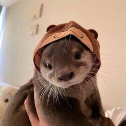 Otty the Otter