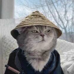 Samurai Cat